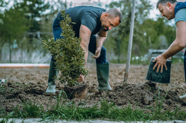 Lawn Irrigation Installation and Maintenance in Archbald, PA